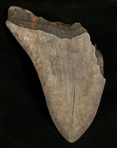 Partial Megalodon Tooth - Georgia #5423